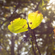 Illustration for article titled Shooting Challenge Fall Leaves Gallery 5